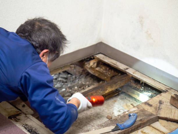 Best Mold Removal Company Near Me  in Hightstown, NJ