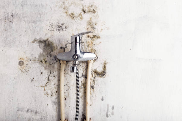 Professional Mold Removal in Hightstown, NJ