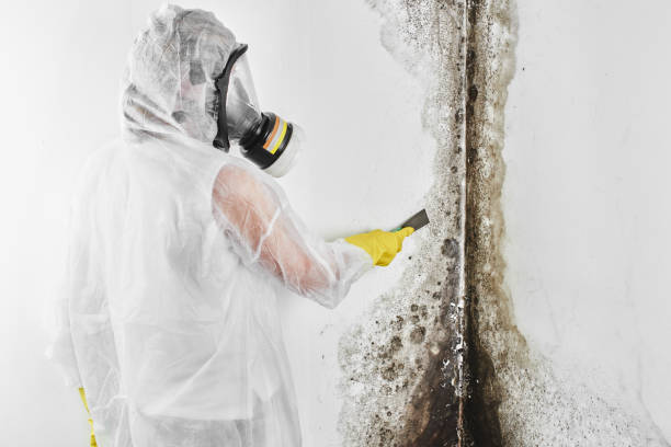 Best Office Mold Removal Services  in Hightstown, NJ