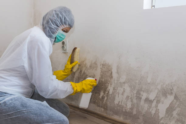 Certified Mold Removal in Hightstown, NJ