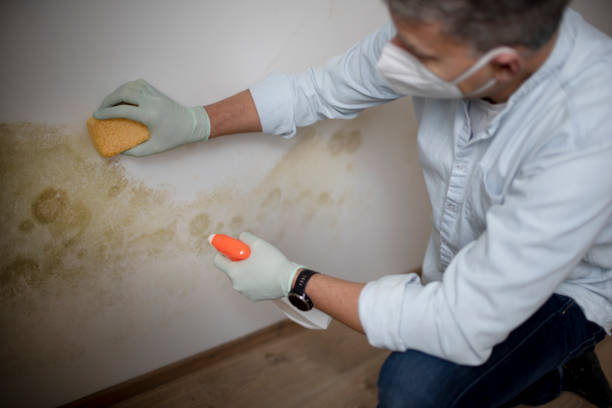 Best Professional Mold Removal  in Hightstown, NJ