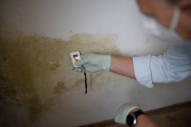 Best Best Mold Removal Companies  in Hightstown, NJ