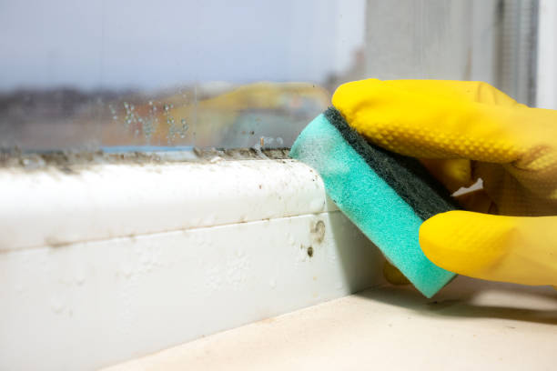 Best Home Mold Removal  in Hightstown, NJ