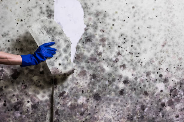 Best Mold Testing  in Hightstown, NJ