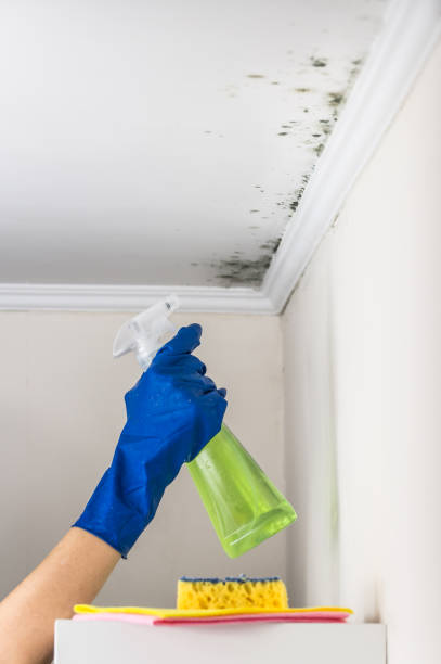Best Best Mold Removal Companies  in Hightstown, NJ